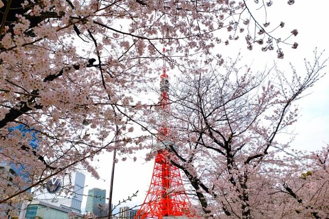 芝公園の桜(花見)