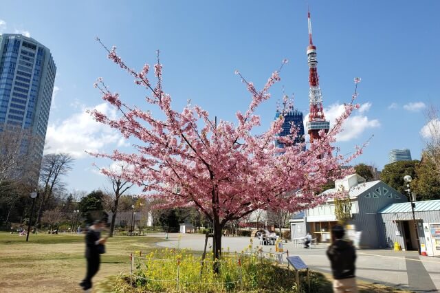 芝公園の桜の見どころ｜港区立芝公園管理事務所周辺