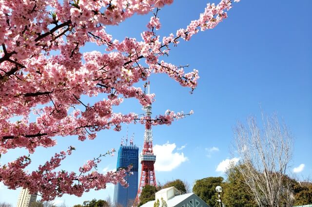 芝公園の桜の見どころ｜港区立芝公園管理事務所周辺