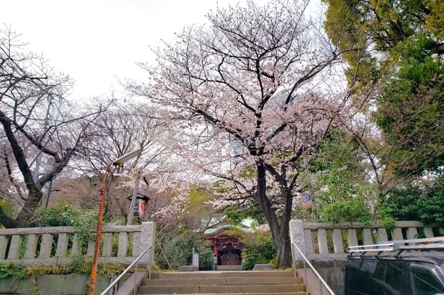 芝公園の桜の見どころ｜芝東照宮