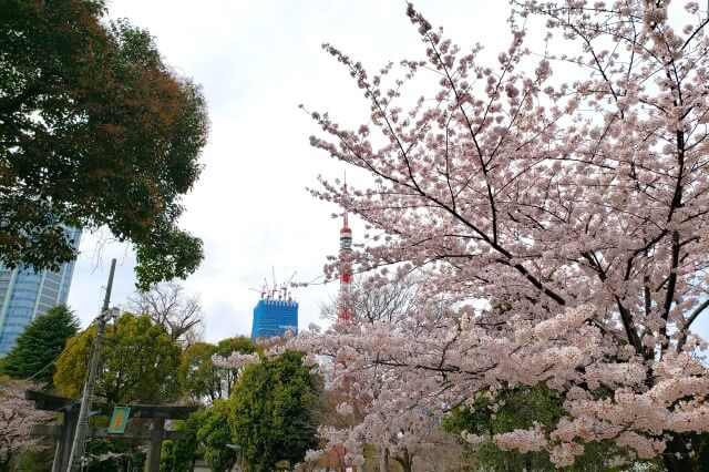 芝公園の桜の見どころ｜芝東照宮