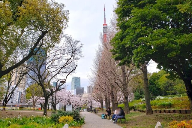 芝公園の桜の見どころ｜17号地