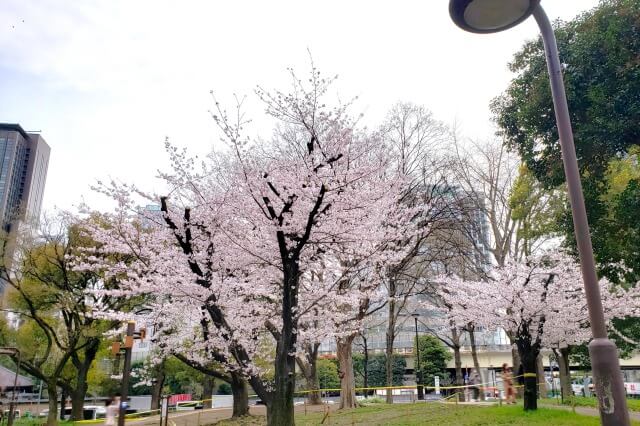 芝公園の桜の見どころ｜17号地