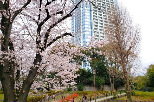 芝公園の桜の見どころ｜17号地