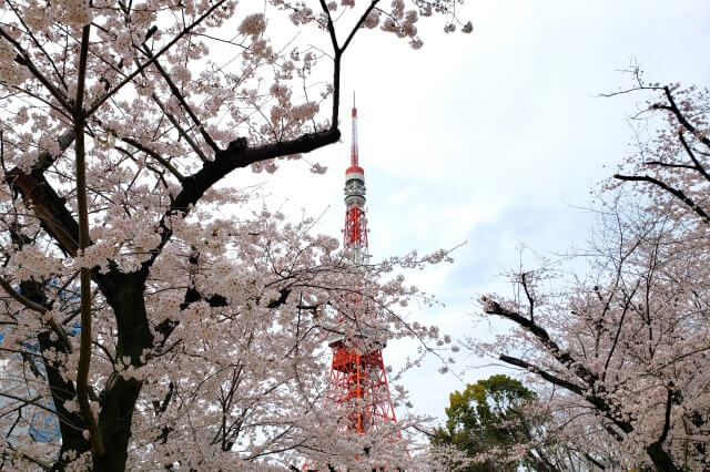 芝公園の桜の見どころ｜17号地