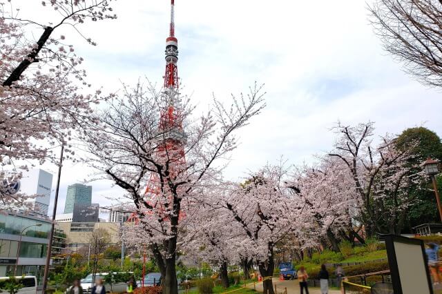 芝公園の桜の見どころ｜17号地