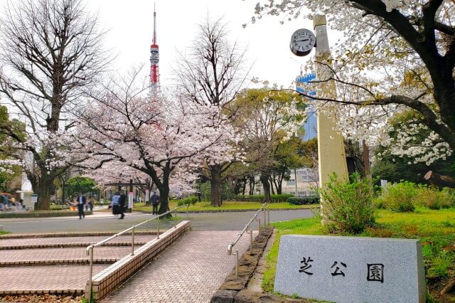 芝公園の桜の見どころ｜4号地