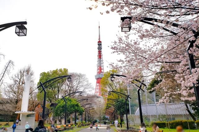 芝公園の桜の見どころ｜4号地