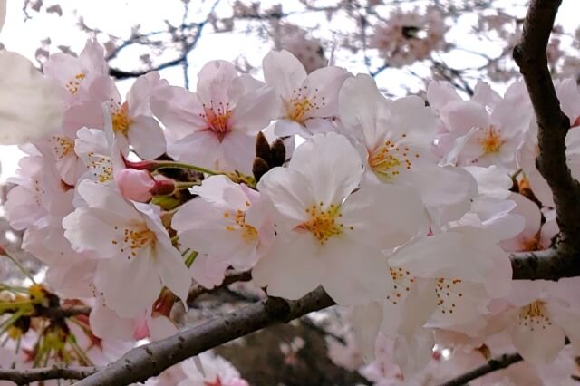 芝公園の桜の見どころ｜4号地