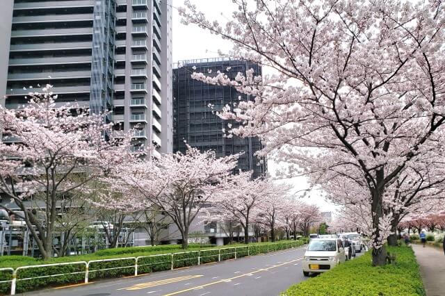 汐入公園の桜の種類