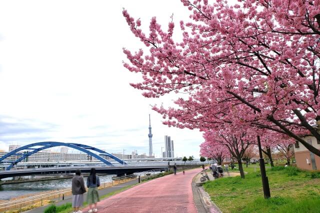 汐入公園の桜の見どころ｜水神大橋～千住汐入大橋