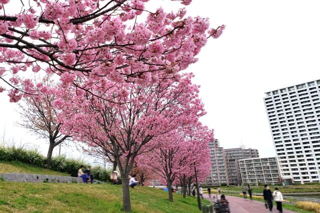 汐入公園の桜の見どころ｜水神大橋～千住汐入大橋