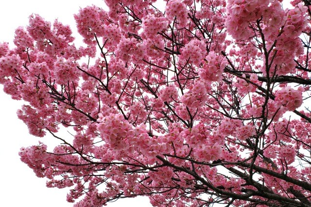 汐入公園の桜の見どころ｜水神大橋～千住汐入大橋