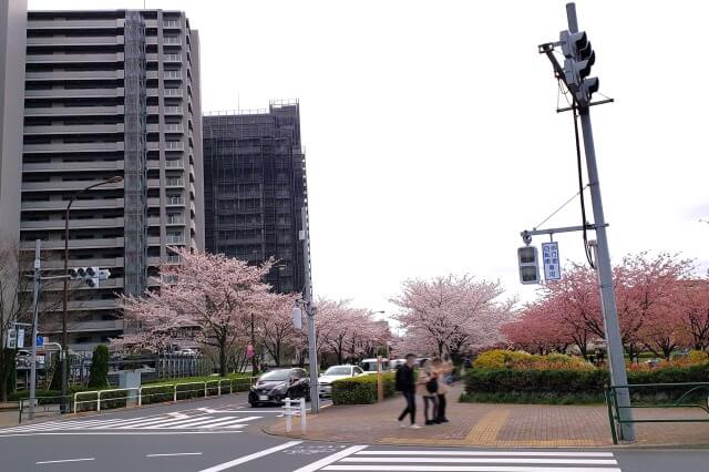 汐入公園の桜の見どころ｜千住汐入大橋～千住大橋