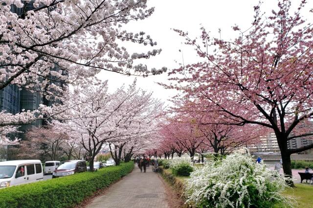 汐入公園の桜の見どころ｜千住汐入大橋～千住大橋