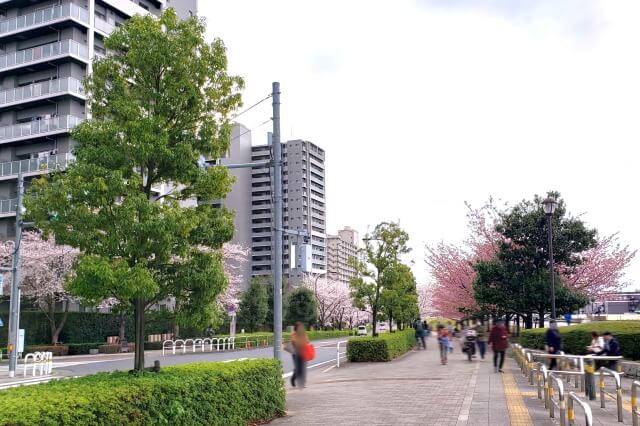 汐入公園の桜の見どころ｜千住汐入大橋～千住大橋