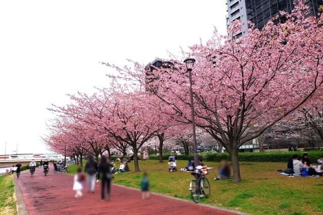 汐入公園の桜の見どころ｜千住汐入大橋～千住大橋