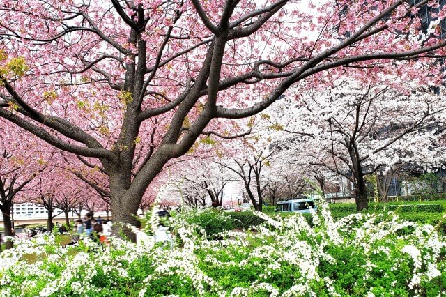 汐入公園の桜の見どころ｜千住汐入大橋～千住大橋