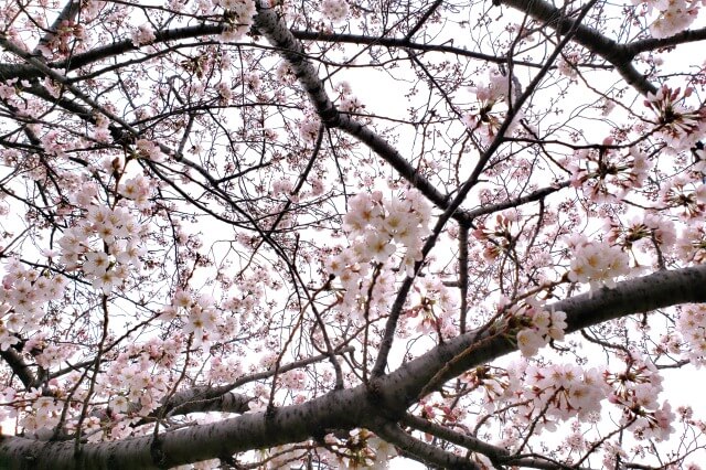 汐入公園の桜の見どころ｜千住汐入大橋～千住大橋