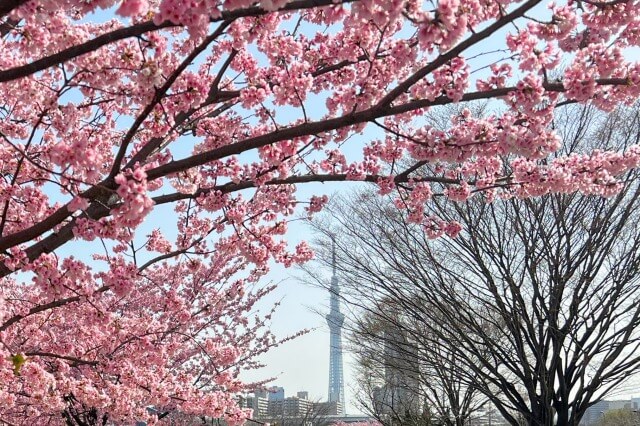 水神大橋～千住汐入大橋