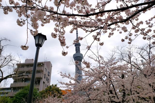 隅田公園の桜の見どころ｜墨田区立隅田公園