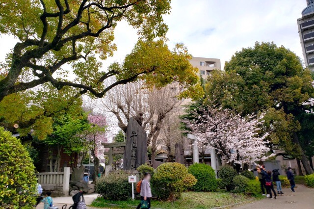 隅田公園の桜の見どころ｜牛嶋神社