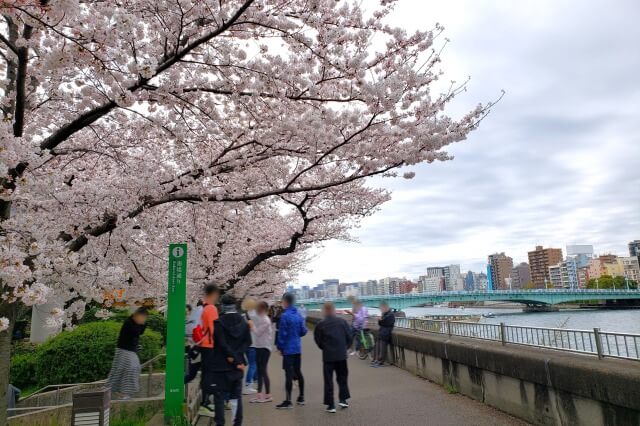 隅田公園の桜の見どころ｜墨田区立隅田公園 墨堤