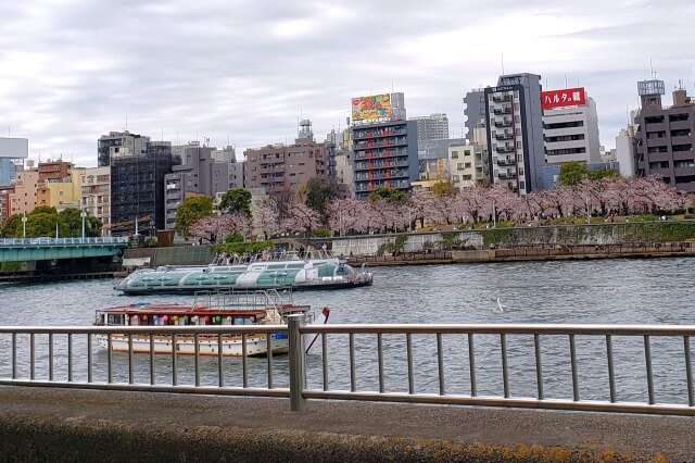 隅田公園の桜の見どころ｜墨田区立隅田公園 墨堤