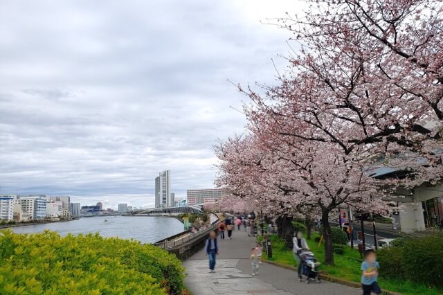 隅田公園の桜の見どころ｜墨田区立隅田公園 墨堤