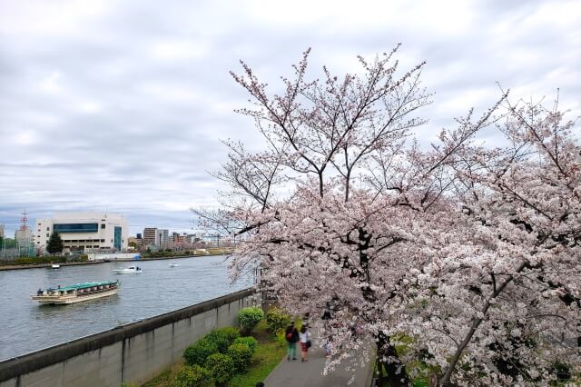 隅田公園の桜の見どころ｜言問橋