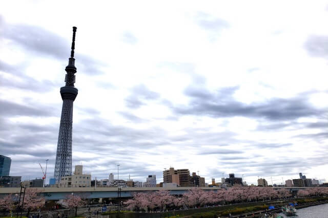 隅田公園の桜の見どころ｜桜橋