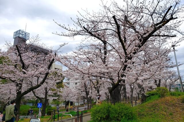 隅田公園の桜の見どころ｜台東区立隅田公園 桜の広場