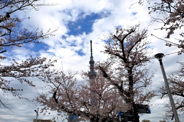 隅田公園の桜の見どころ｜台東区立隅田公園 展望広場