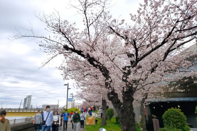 隅田公園の桜(花見)はどれくらい混雑するの？