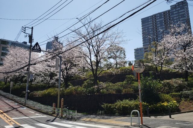 東京ミッドタウン(六本木)の桜の見どころ｜檜町公園