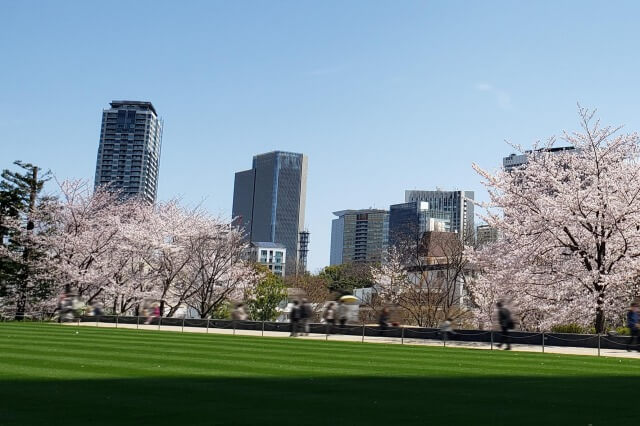 東京ミッドタウン(六本木)の桜の見どころ｜ミッドタウン・ガーデン