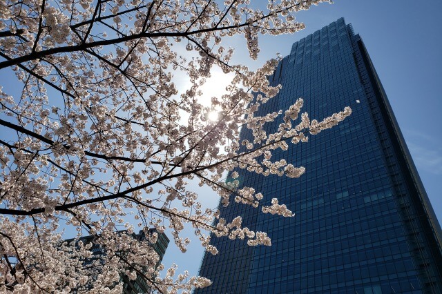 東京ミッドタウン(六本木)の桜の見どころ｜ミッドタウン・ガーデン