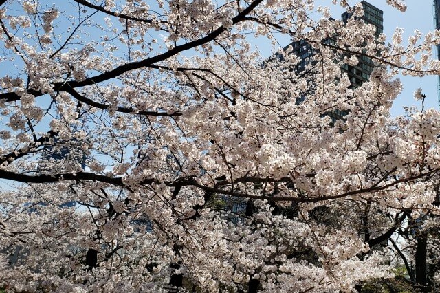 東京ミッドタウン(六本木)の桜の見どころ｜ミッドタウン・ガーデン