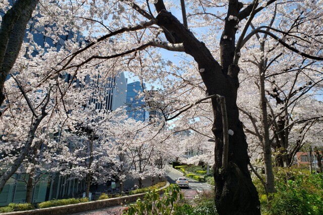 東京ミッドタウン(六本木)の桜の見どころ｜ミッドタウン・ガーデン