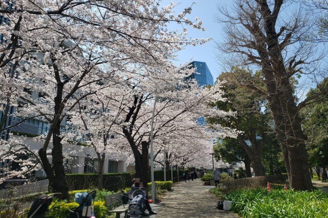 東京ミッドタウン(六本木)の桜の見どころ｜ミッドタウン・ガーデン