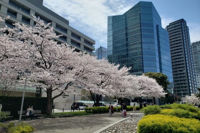 東京ミッドタウン(六本木)の桜の見どころ｜ミッドタウン・ガーデン