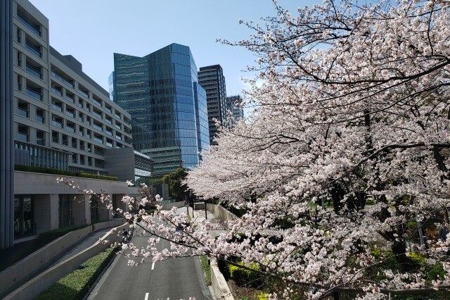 東京ミッドタウン(六本木)の桜の見どころ｜ガーデンアーチ