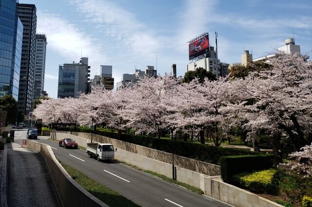 東京ミッドタウン(六本木)の桜の見どころ｜ガーデンアーチ