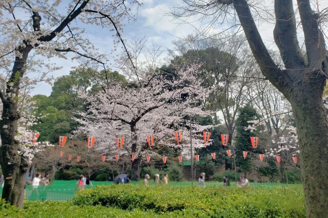 上野(恩賜)公園の桜まつりの様子｜桜通り周辺の桜