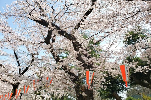 上野(恩賜)公園の桜まつりの様子｜桜通り周辺の桜