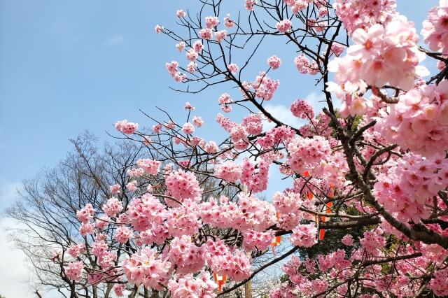 上野(恩賜)公園の桜まつりの様子｜桜通り周辺の桜