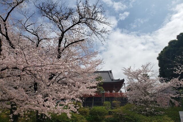 上野(恩賜)公園の桜まつりの様子｜清水観音堂周辺の桜