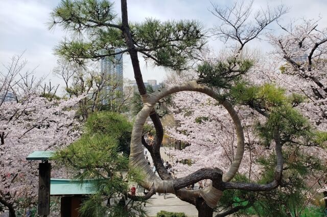 上野(恩賜)公園の桜まつりの様子｜清水観音堂周辺の桜