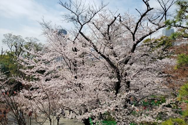 上野(恩賜)公園の桜まつりの様子｜清水観音堂周辺の桜