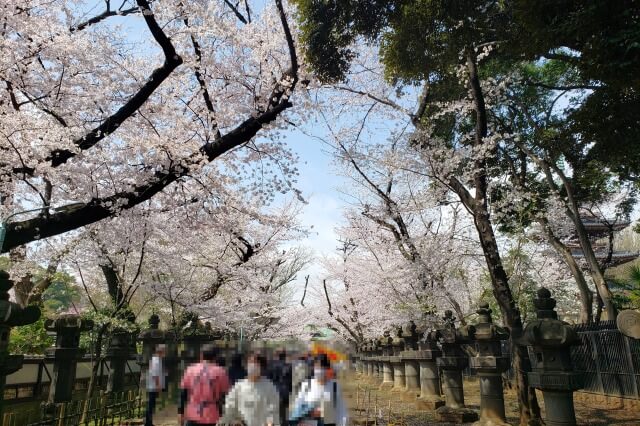 上野(恩賜)公園の桜まつりの様子｜上野東照宮周辺の桜